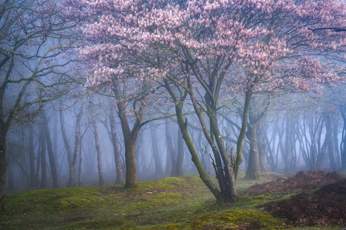 Spring Forests in The Netherlands