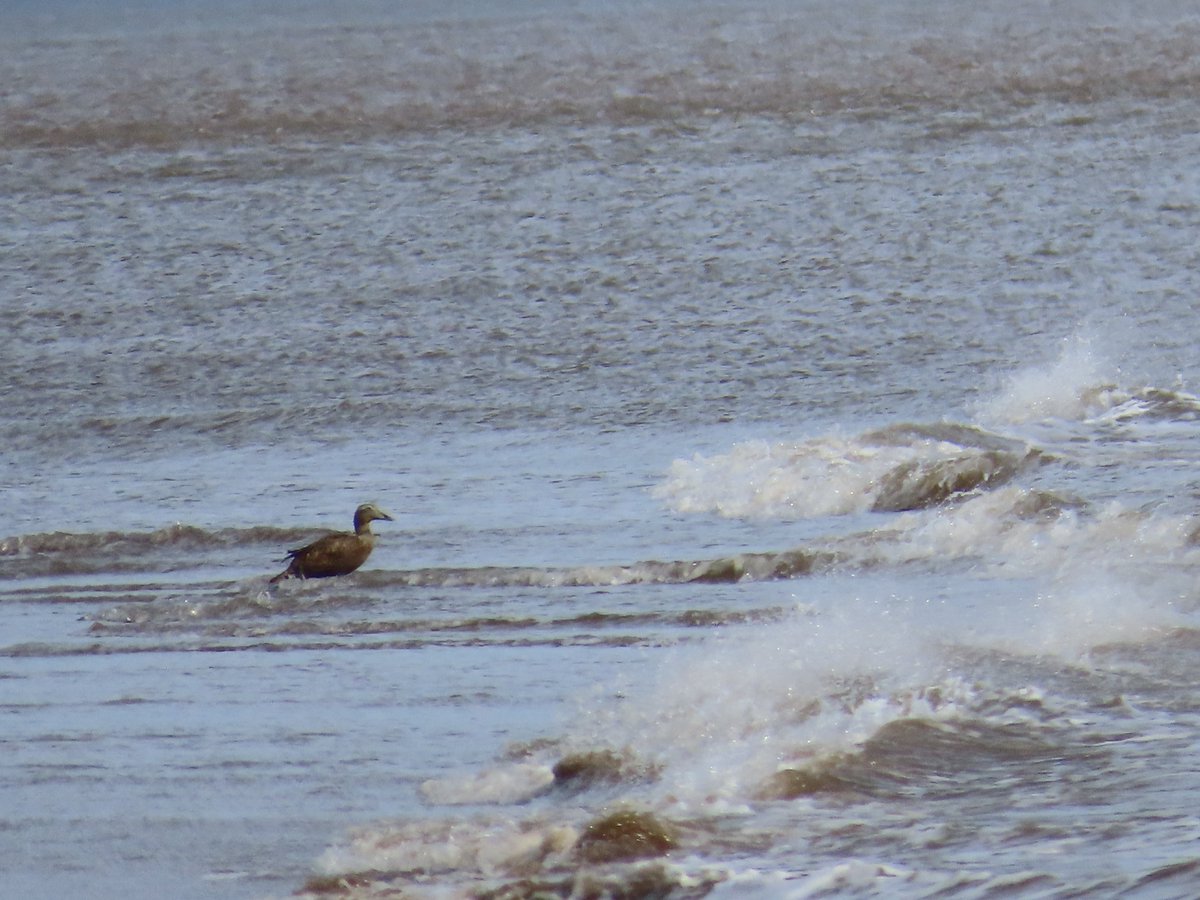 Can anyone help me out with this duck species seen from afar on Cleethorpes tideline at 10am this morning? I suspect an oiled eider, but I'm not really sure.