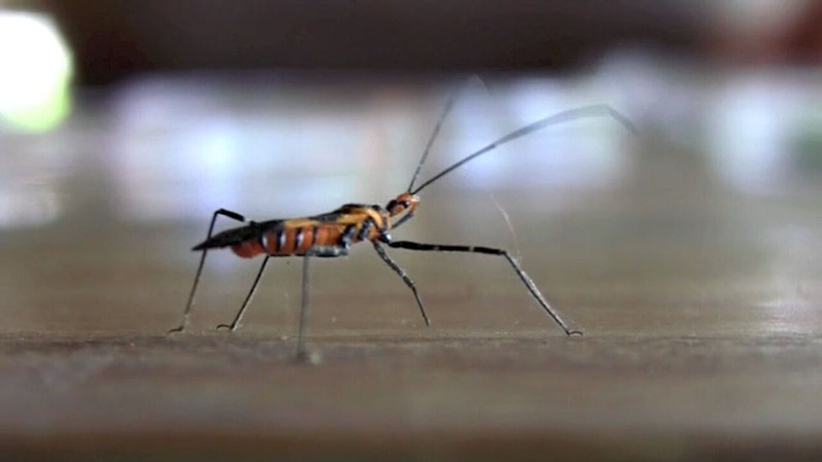 The entirety of modern robotics is hopelessly outclassed by the elegant dexterity and mechanical efficiency of an insect.

Nature has sprinkled the world with walking engineering miracles. Far easier to simply hack their software than reinvent the hardware from scratch 🧵