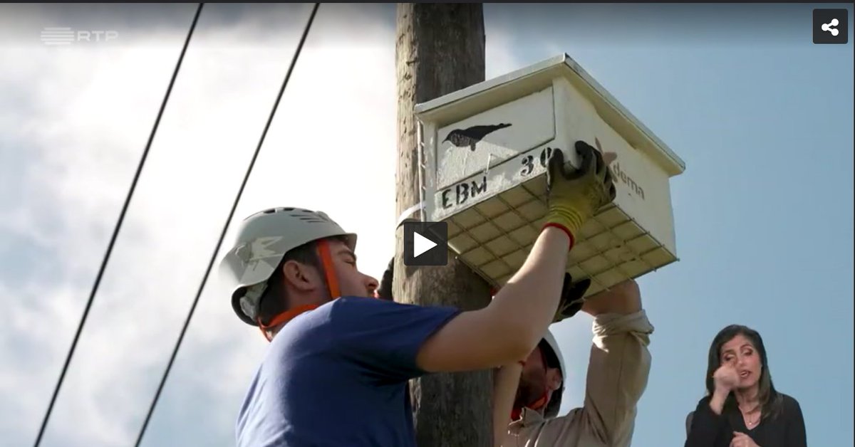 Our #EuropeanRoller project was featured in @RTP2 Biosfera! 👉rtp.pt/play/p12688/bi… We are still installing nest-boxes for our #rollers in Alentejo, hoping these will make a difference to save the species from extinction! @CIBIO_InBIO