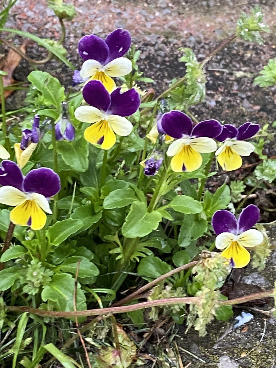 What do you call these spring beauties? #springflowers #Thursday #Flowers