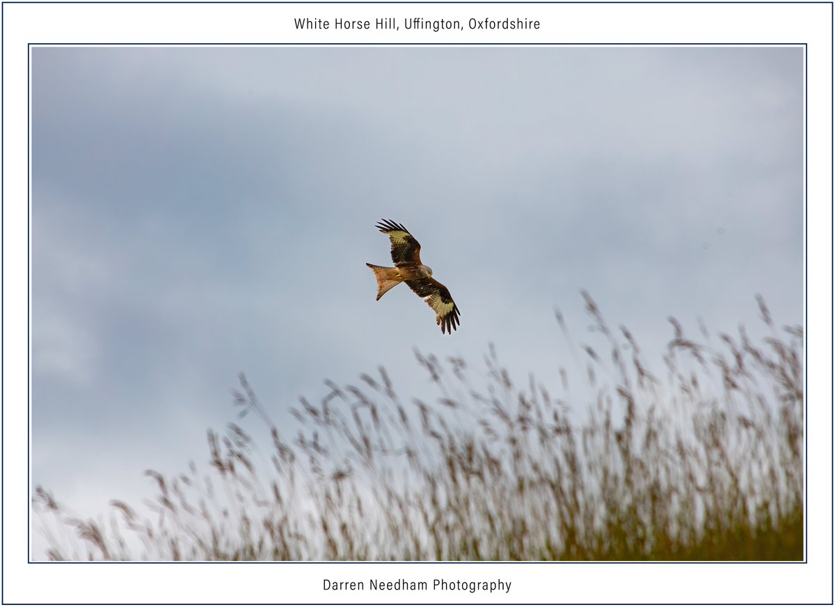 Red Kite at White Horse Hill, Uffington, #Oxfordshire #StormHour #ThePhotoHour #CanonPhotography #LandscapePhotography #Landscape #NaturePhotography #NatureBeauty #Nature #Countryside #LoveUKWeather #BirdsOfPrey #BirdsOfTwitter @EnglishHeritage @nationaltrust