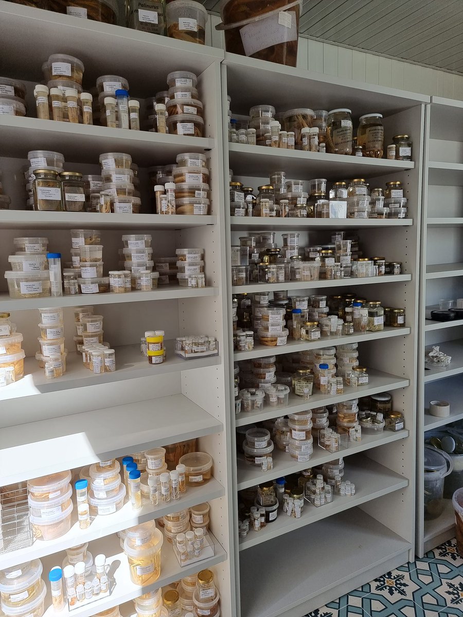 🧵Una colección científica no es un 'armario' donde almacenar y conservar ejemplares, es un recurso científico con un potencial enorme💙 Y como tal, las/los gestoras/es, curators de las colecciones, así como instituciones como el @IEOoceanografia @CSIC, debemos actuar.👇