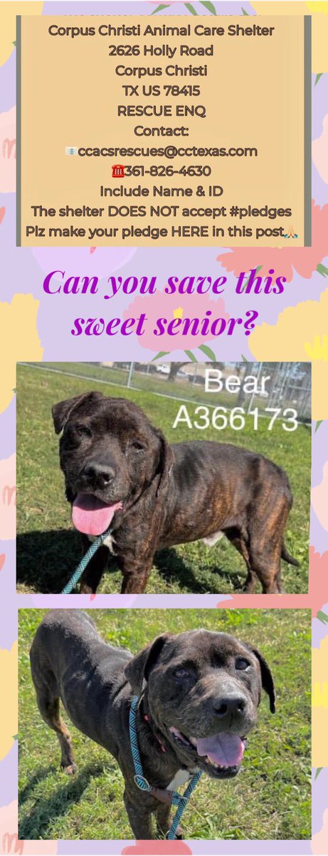 🆘🛟PLZ SAVE ME‼️ BEAR #A36173 here! 7 yo male PB terrier mix entering my senior years if Corpus Christi ACS doesn’t put me down on MONDAY‼️ Anxious & just wanting out 2 live a peaceful life w/ a ❤️👨‍👩‍👧‍👦❗️ HELP w/ your PLEDGES 4 #RESCUE #FOSTER #ADOPT me & let my sr years be golden!