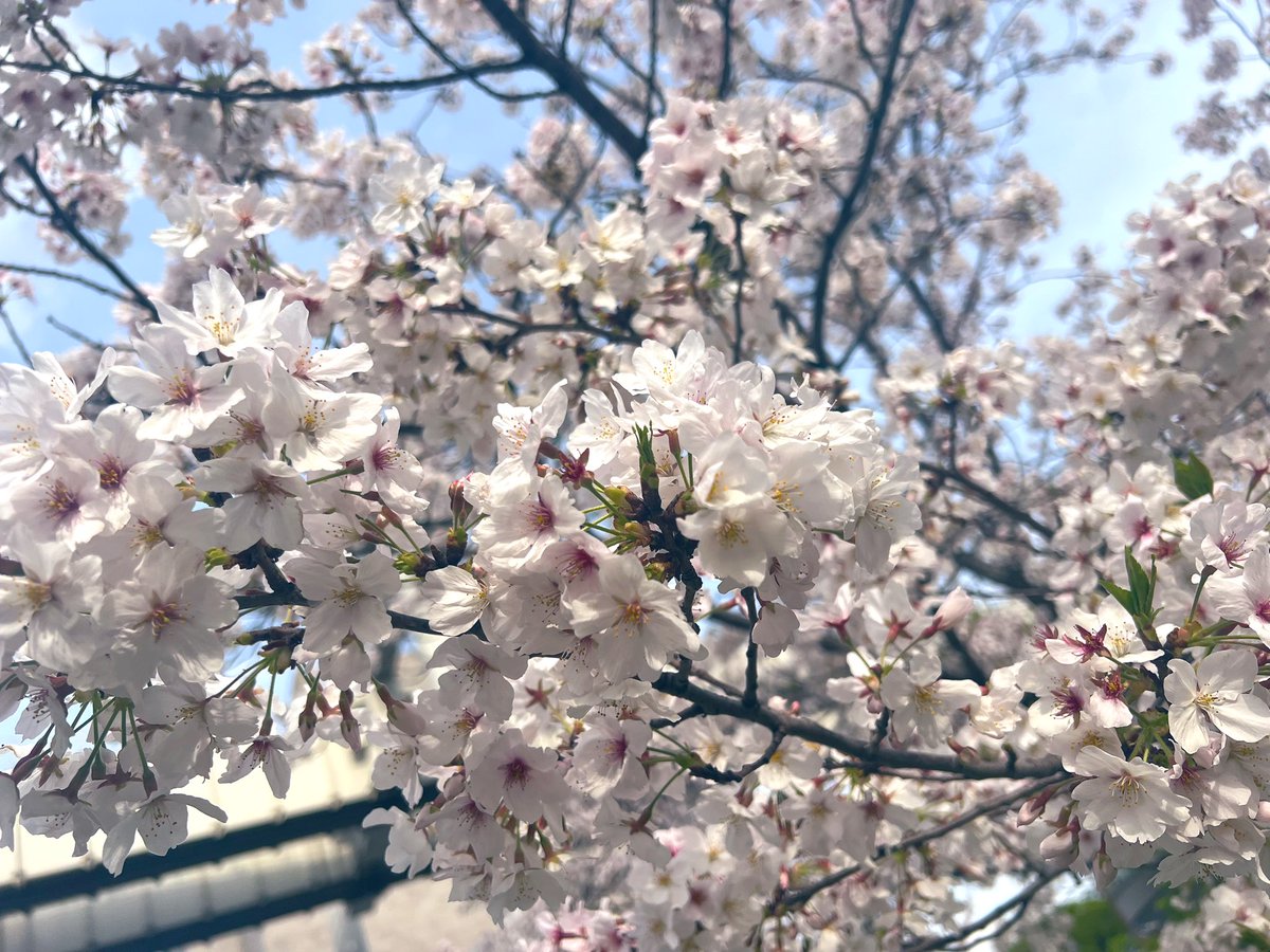 定期女子会🍻してきたよォ〜♡♡
安定にパワーワードだらけだったよ🤣
念願のお花見もしたよ♥️

次回13日(土)11時30分〜茂原にてご案内可能🎶
まったりしよーね💕︎得意な事が増えていく予感😏
お問い合わせお待ちしております(*´ω`*)
 #茂原東金鎌取 #andmore