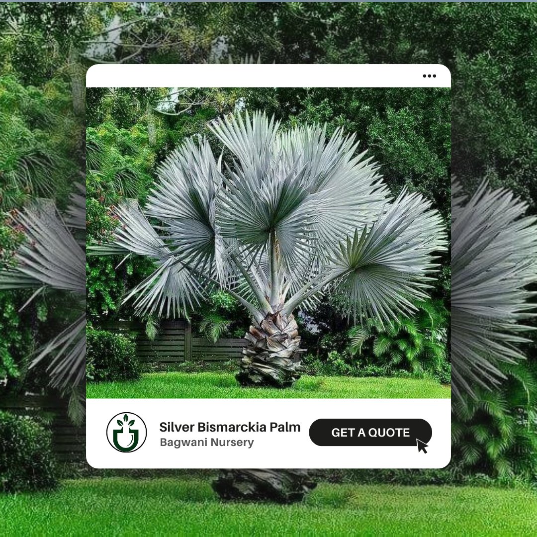 Discover the perfect harmony of nature and elegance of the Bismarck Palm, with our landscaping expertise.
#landscapingdesigns #landscapingcompany #gardendesigning #gardeningconsultancy #nurseryinsaharanpur #bgwaninursery #bestnurseryinsaharanpur #bismarckpalm #bismarckiapalm