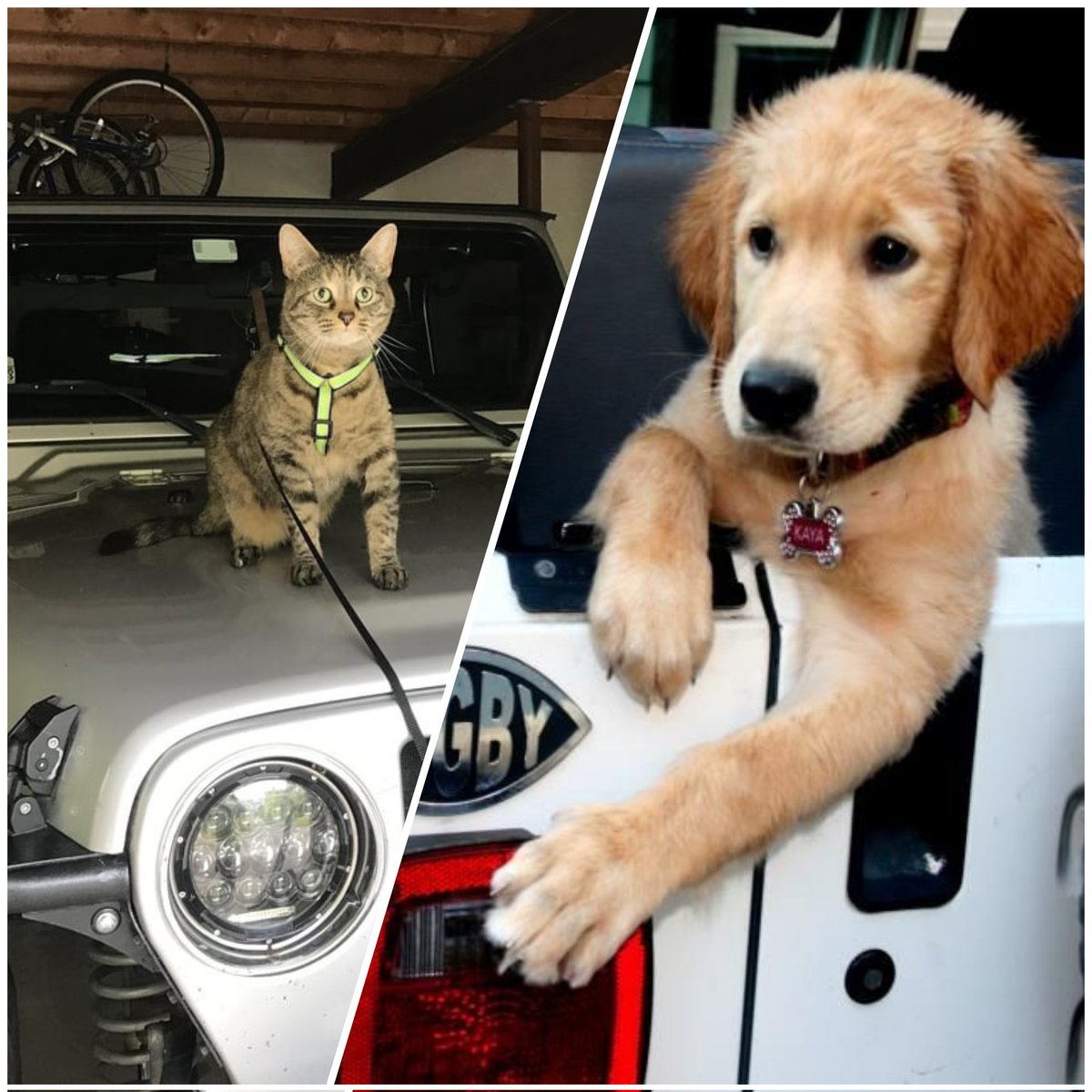 Good morning #jeepmafia 👋😁 We're continuing the celebration 🎉 Happy #NationalPetDay ❤️ let's see those adorable jeep pets 🐱🐶 🦎