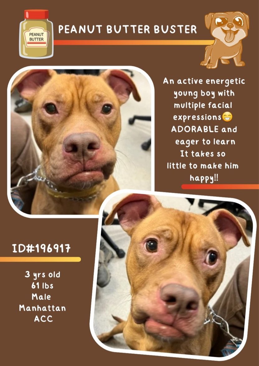 Absolutely adorable PEANUT BUTTER BUSTER will steal your heart if u save his precious life! Positively the sweetest,cutest boy every,so playful & loving.PLZ #ADOPT #FOSTER OR #PLEDGE TO ATTRACT A RESCUE 🛟#NYCACC even a Retweet helps so much 🐾