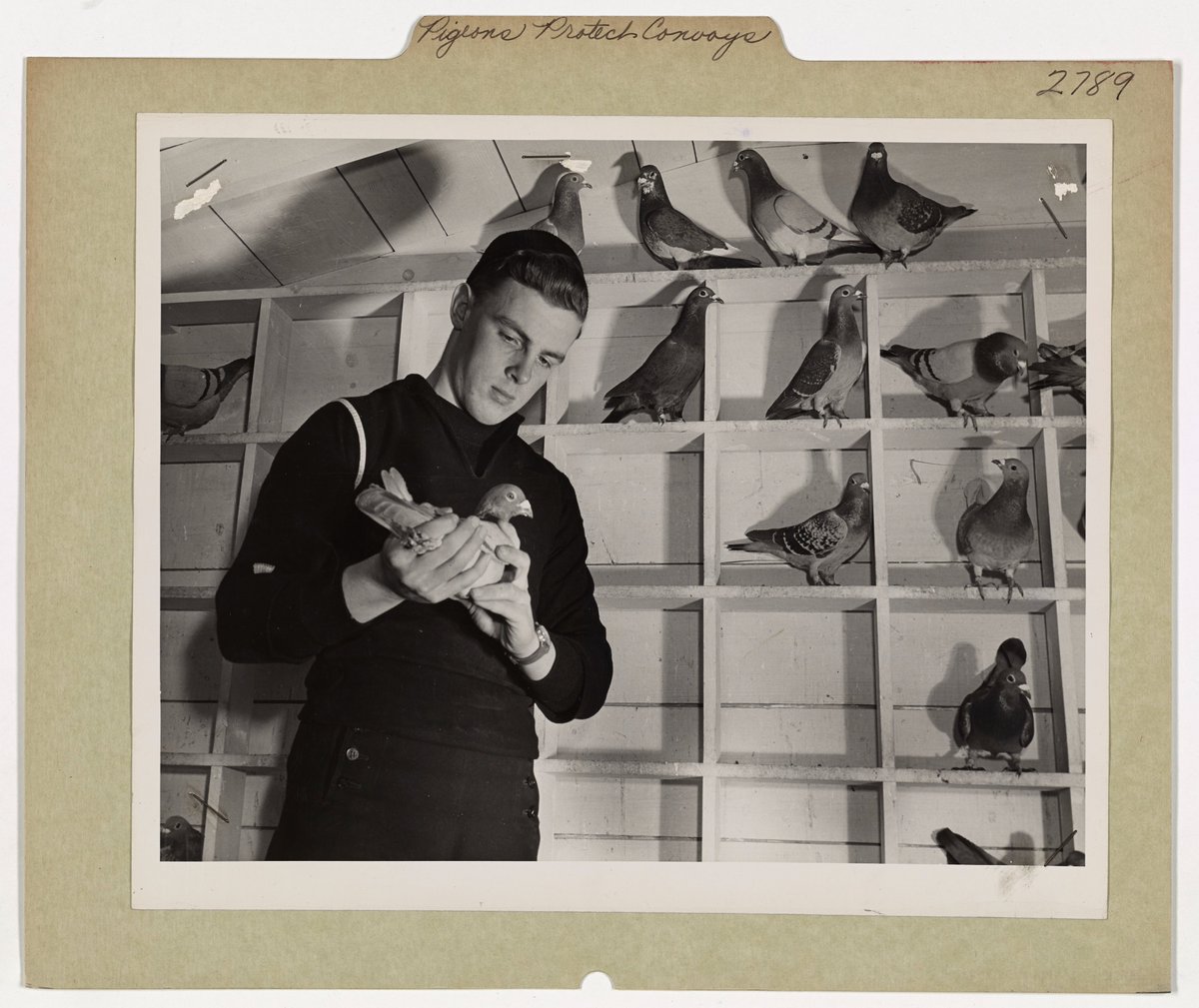 US Coast Guard pigeoneer inspects an aviation pigeon, WWII, c. 1945 (courtesy of the National Archives)