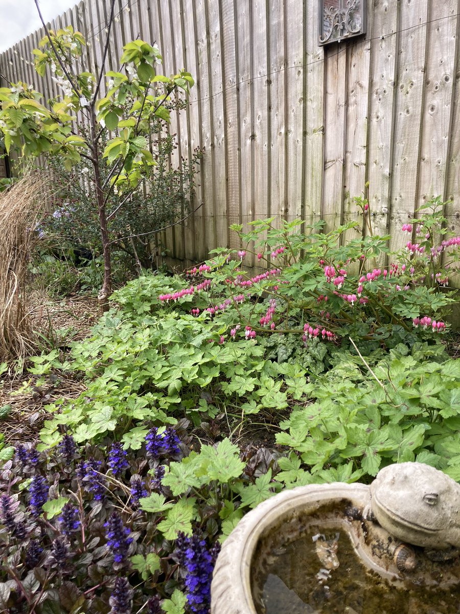 I don’t want to jinx it, but it’s beginning to look and feel a bit like Spring?! 🤞🏻🤞🏻 (Yes I know I need to give the bird bath a good scrub. 😅) #GardeningX