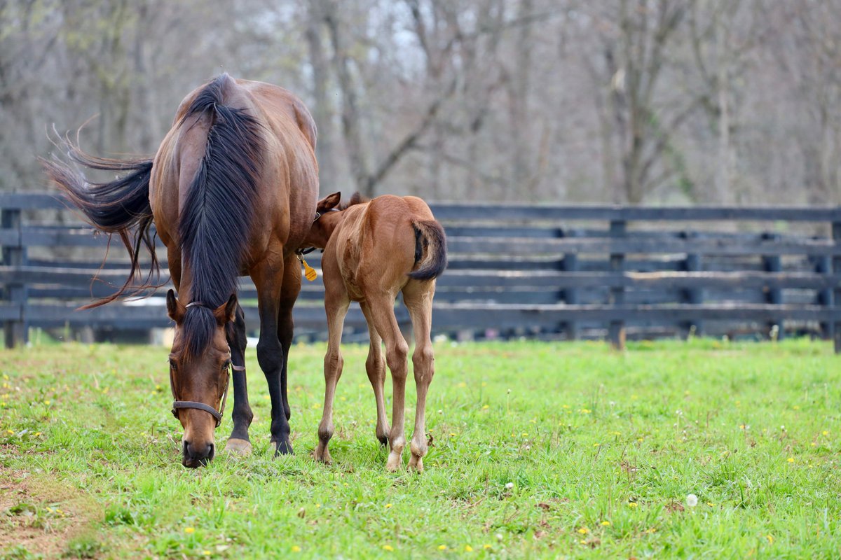 After being a little illusive over the weekend, our Saxon Warrior (@coolmorestud) filly o/o Pocketfullofdreams was feeling much more cooperative as the @HillnDaleFarm team captured these very cute photos of her and mum enjoying time in the paddock.