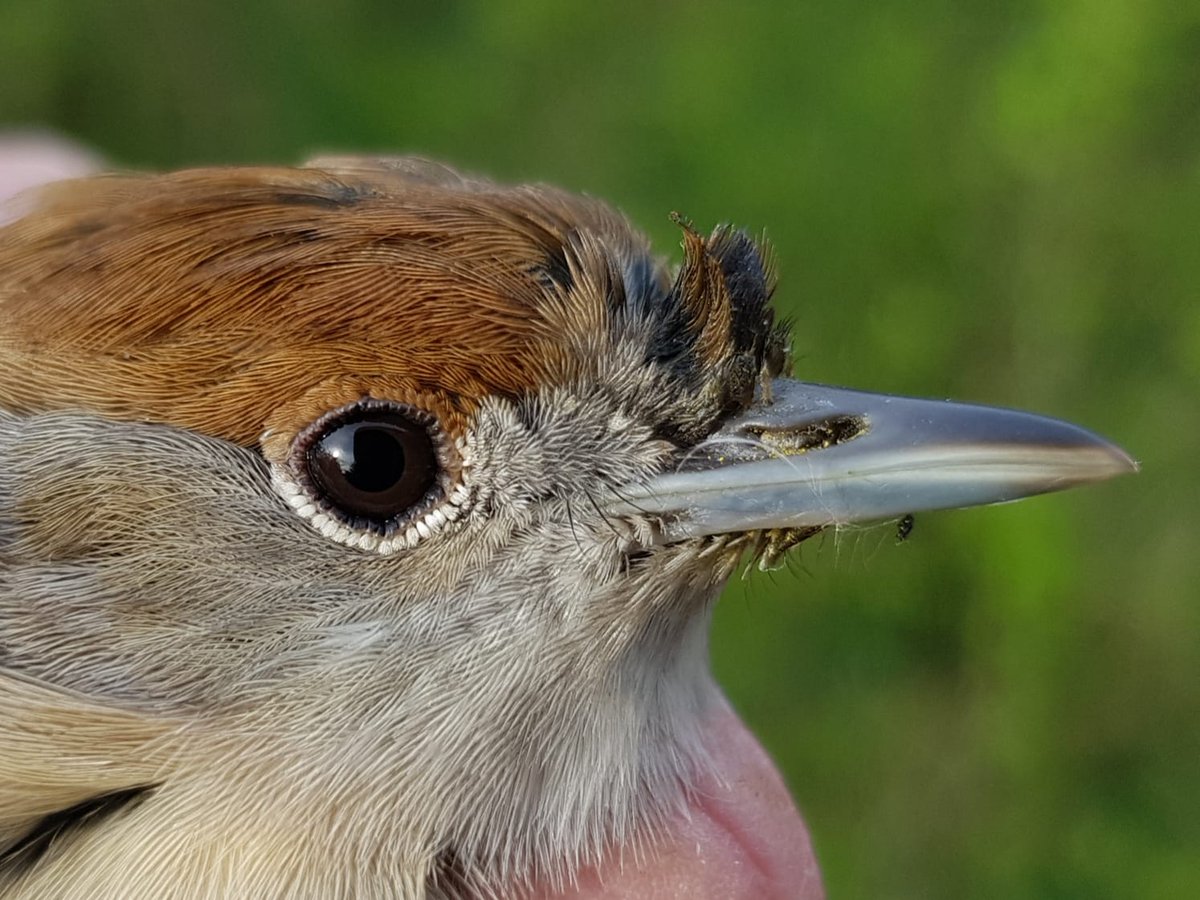 Wet and windy weather has prevented much ringing recently, so it was great to finally get out and catch migrants on a beautiful spring morning! Highlights included the first willow warblers of the year, as well as a blackcap with a spectacular pollen horn from the continent.