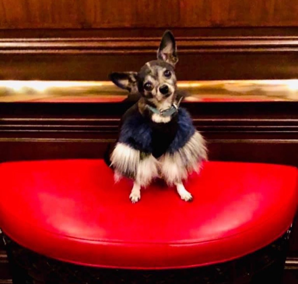KembleStyle's tweet photo. @WFAADaybreak My fashionable Lavern Knowles (she has always insisted she is related to Beyoncé!) striking a pose in the “Pretty Woman Elevator” in the Beverly Wilshire Hotel in LA! #iamup https://t.co/bYkgkR7iAr