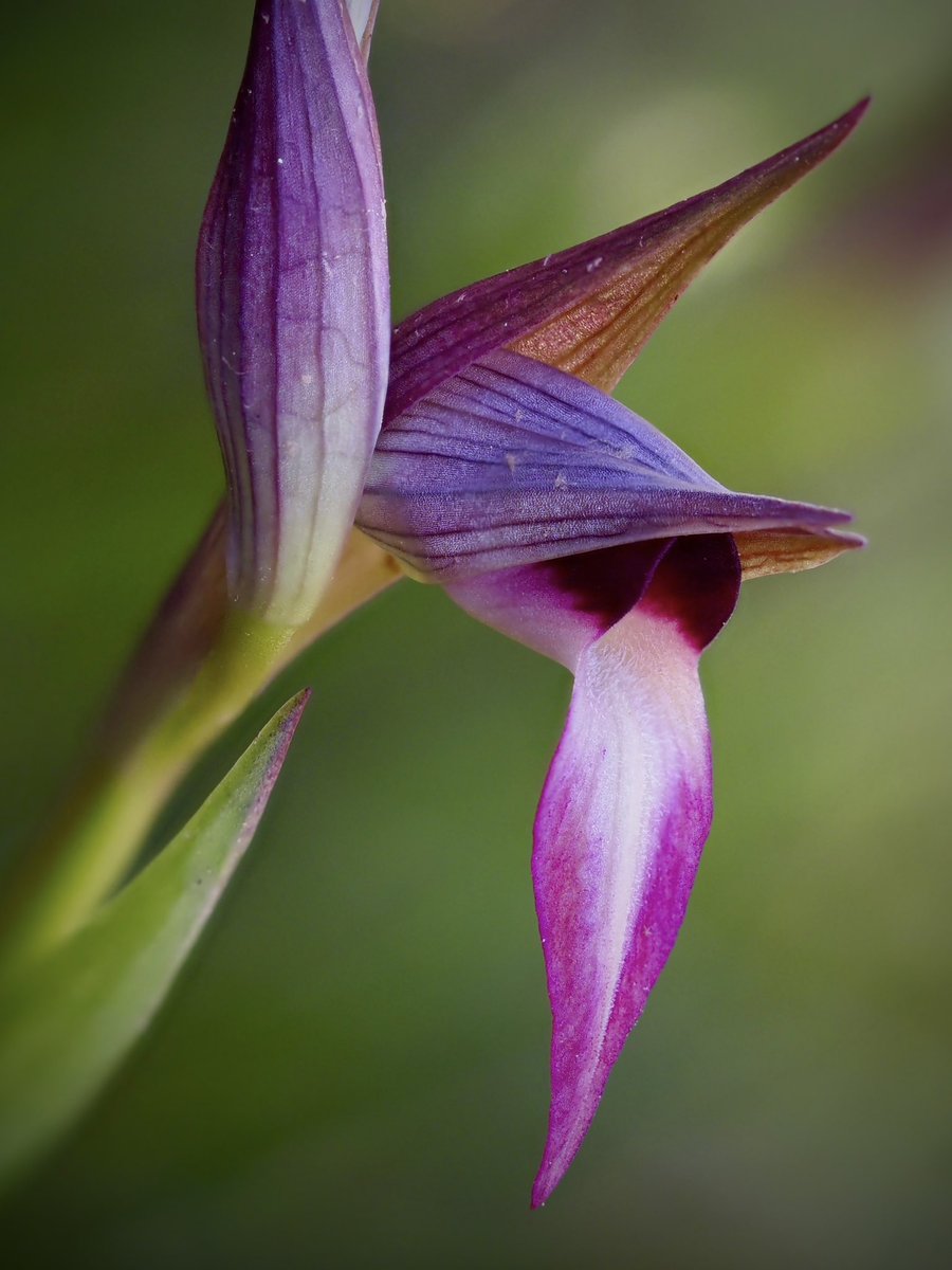 “Estima la Natura, estudia la Natura, envolta't de Natura. Ella mai no et fallarà”. Frank Lloyd Wright Serapias lingua L. (galls) 04.04.2024 #orquídies #orquideas #orchids #Menorca #BalearsNatura #MenorcaBiosfera #biodiversity #biodiversitat