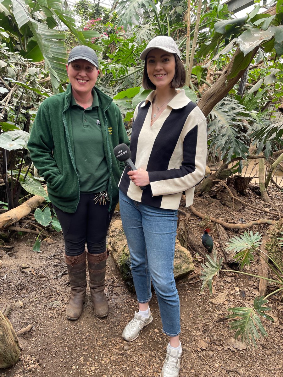 It was a privilege to be part of @BBCR1's Newsbeat recently. Reporter @pollybayfield interviewed Natalie, our Section Head of Primates, Small Mammals & Birds, about the importance of protecting the natural environment. Listen here (starts at 07:12): bbc.co.uk/sounds/play/m0….