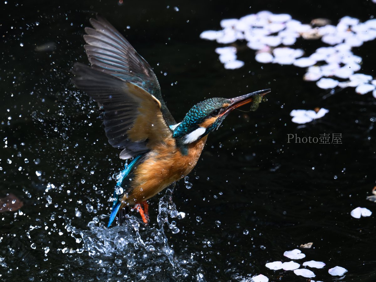 水飛沫と桜花筏
#Nikon
#nikoncreators
#Z9
#ゴーヨン
#私とニコンで見た世界
#野鳥撮影
#カワセミ
#Kingfisher