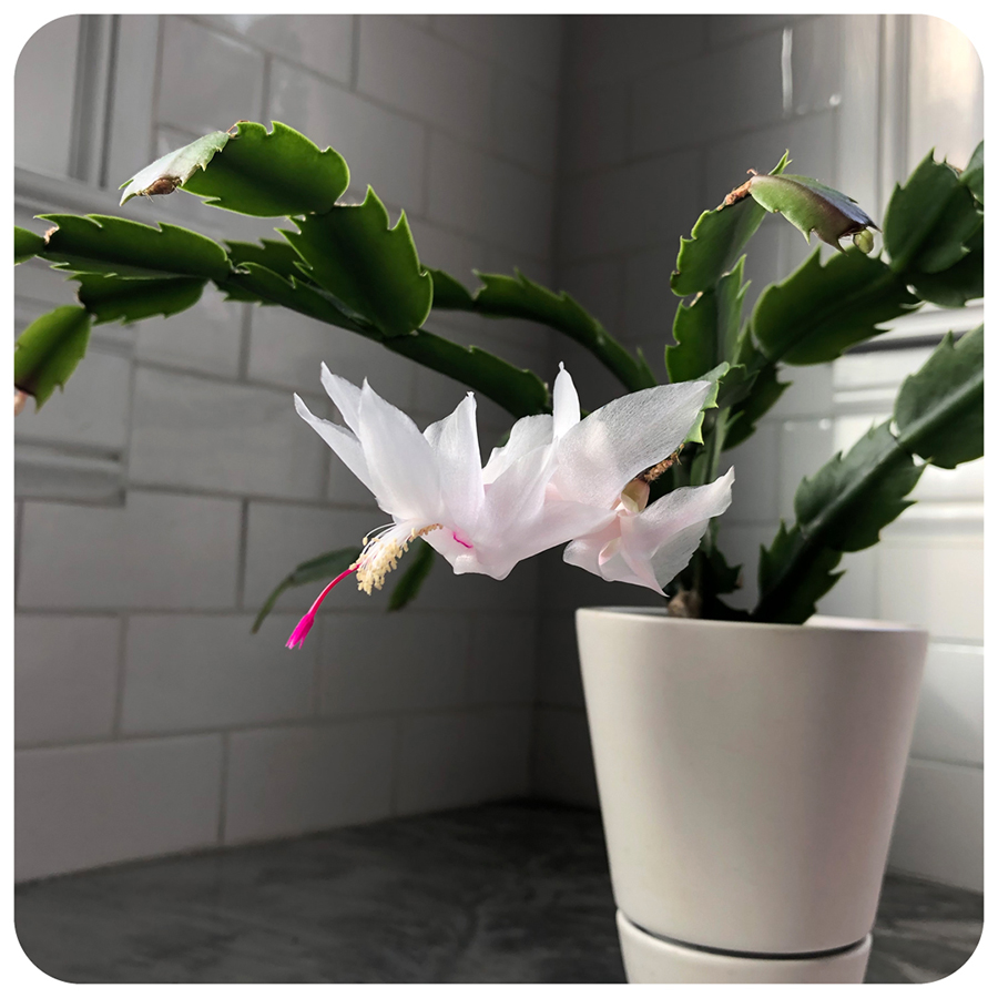 I guess my Christmas cactus is more of an... Easter cactus? 🐰🌵😜 #christmascactus #eastercactus #cactusflower #cactusflowers #cactusblooms #cactuslovers #cactuslove #cactusworld #blooming #beautifulblooms #flowerpower #flowerlovers #flowerstalking #naturenerd #calebgraystudio