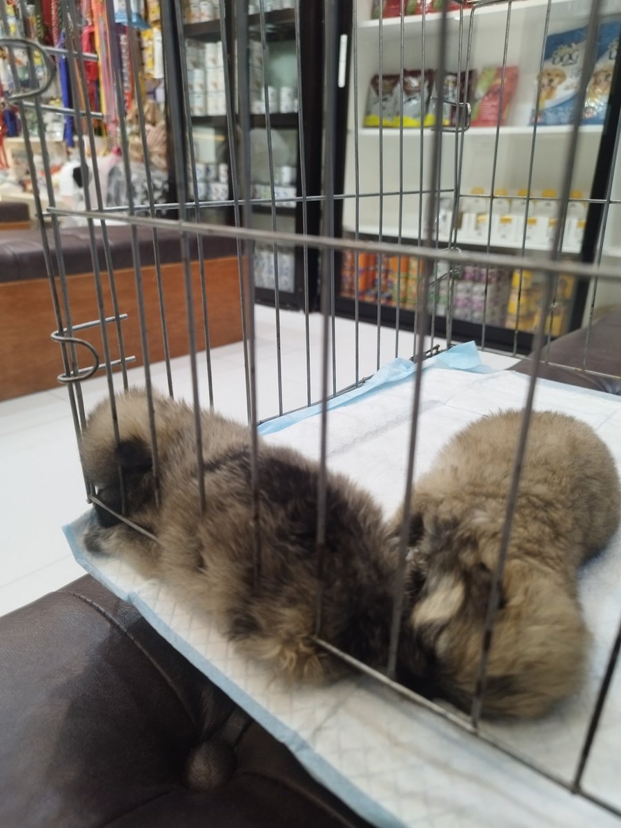 darica lewiz tweet media