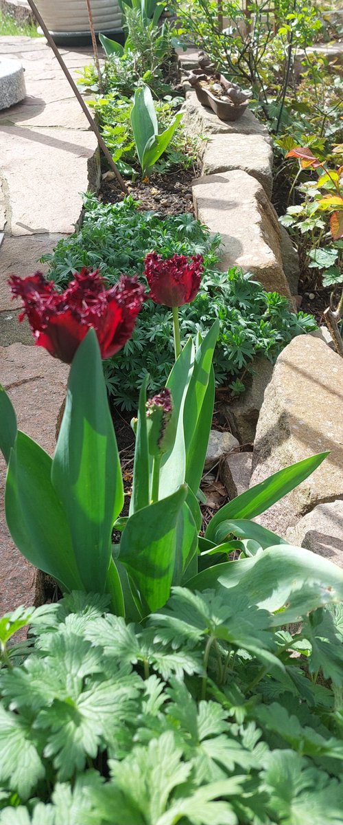 sunlight on tulips…
the long wait may soon
be over
.
#WorldParkinsonsDay #Parkinsonsdisease #Parkinson #Parkinsons #haiku4parkinsons #haikufound #haiku
#ParkinsonsAwareness #EndParkinsons #PDWarrior #ParkinsonsSupport #HopeForParkinsons #ParkinsonsResearch #LivingWithParkinsons