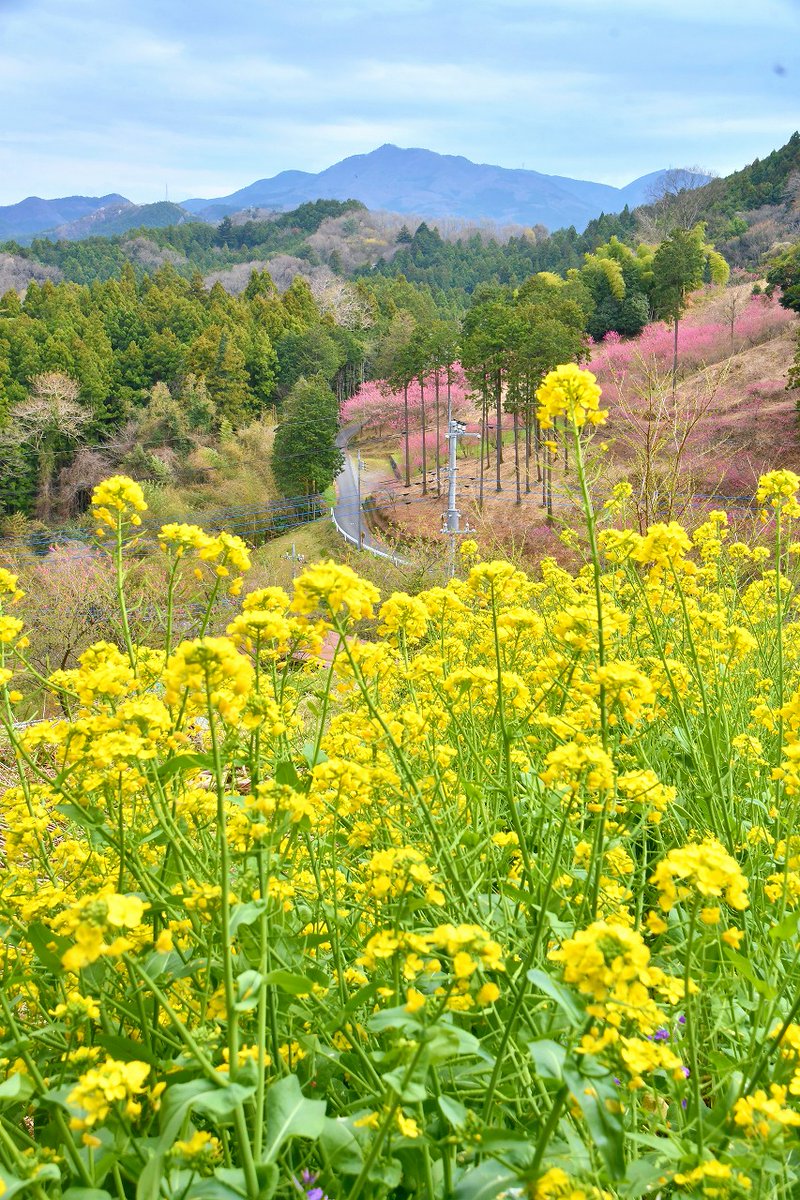 no0point's tweet photo. 大内沢 花桃の郷✨埼玉県東秩父村

菜の花も咲いていました😇

#東秩父村 #花桃の郷 #花桃 #展望台 #花 #flower #キリトリセカイ #Photography #風景写真 #空 #ファインダー越しの私の世界 #写真の奏でる私の世界 #写真好きな人と繋がりたい #TLを花でいっぱいにしよう https://t.co/mLH2ORg161