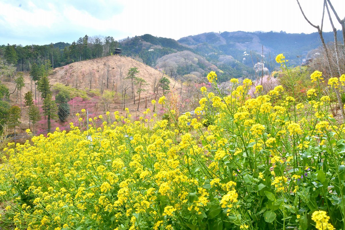 no0point's tweet photo. 大内沢 花桃の郷✨埼玉県東秩父村

菜の花も咲いていました😇

#東秩父村 #花桃の郷 #花桃 #展望台 #花 #flower #キリトリセカイ #Photography #風景写真 #空 #ファインダー越しの私の世界 #写真の奏でる私の世界 #写真好きな人と繋がりたい #TLを花でいっぱいにしよう https://t.co/mLH2ORg161