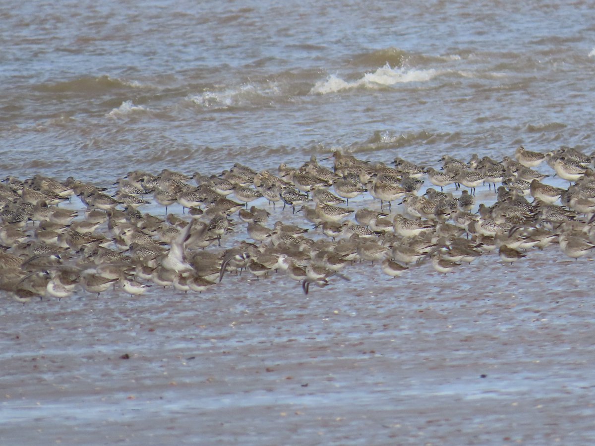 Without a 'scope, really hard to sort out the grey plover, knot, dunlin, godwit and sanderling at Cleethorpes high tide roost at 10am today. In total, 6,000+. Nearby there were 1,000+oystercatcher and c150 curlew.