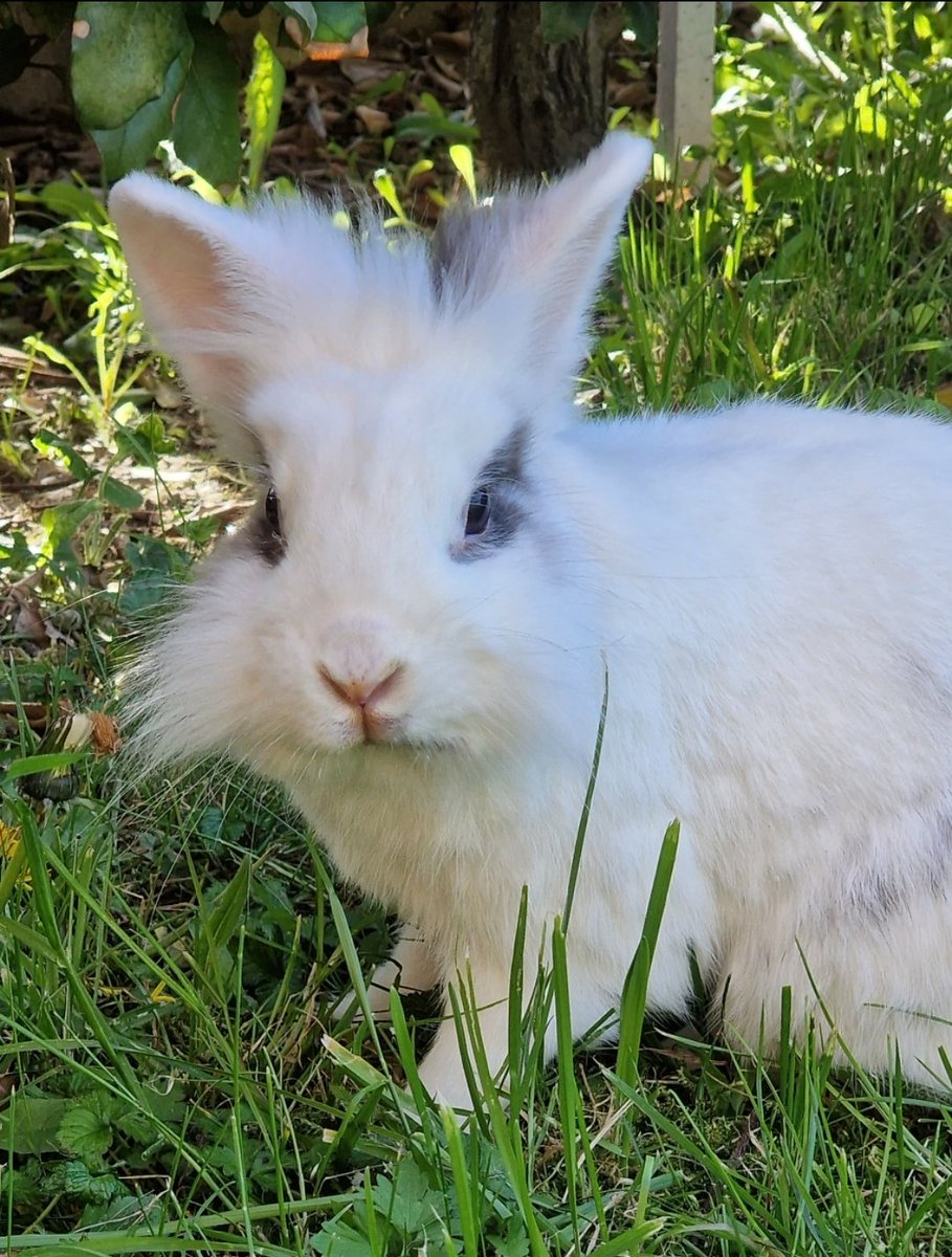remilfbv's tweet photo. @PartiAnimaliste @ArizteguiEddine mon lapin demande si vous avez une recette pour erradiquer (politiquement) les espèces comme @JL_MEISSONNIER de @VBaillargues ?? https://t.co/F8ZhRQrCoS
