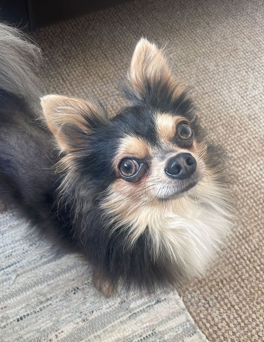 Celebrating #NationalPetDay with a few photos of our four-legged friends who belong to our staff and work alongside us here at Tennal Grange. Introducing Kit, Feather, Beau, Moss, Benji, Bella and Mars who work very hard on a daily basis at making the office a brighter place 🤩