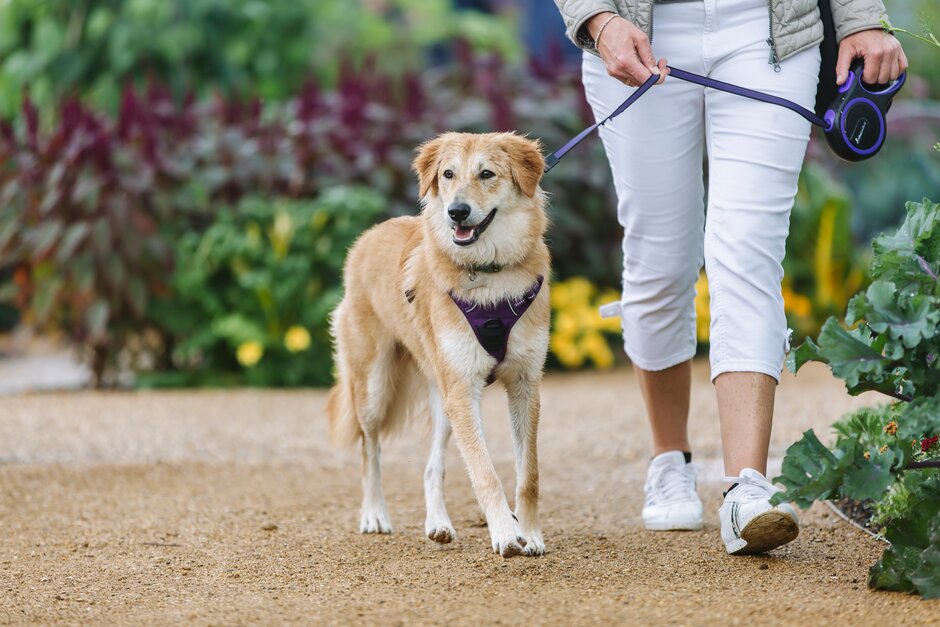 🐶 Today is National Pet Day! Celebrate by booking for our evening Walkies events where you can explore the beautiful outdoor areas of Rosemoor, bathed in evening light, with your four-legged friend. Dates from May to September - book here rhs.org.uk/gardens/rosemo… #NationalPetDay