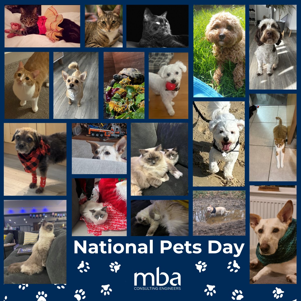 Celebrating National Pets Day at MBA! From Fur-babies to scaly friends, we embrace all companions. #Nationalpetsday #furryfriends