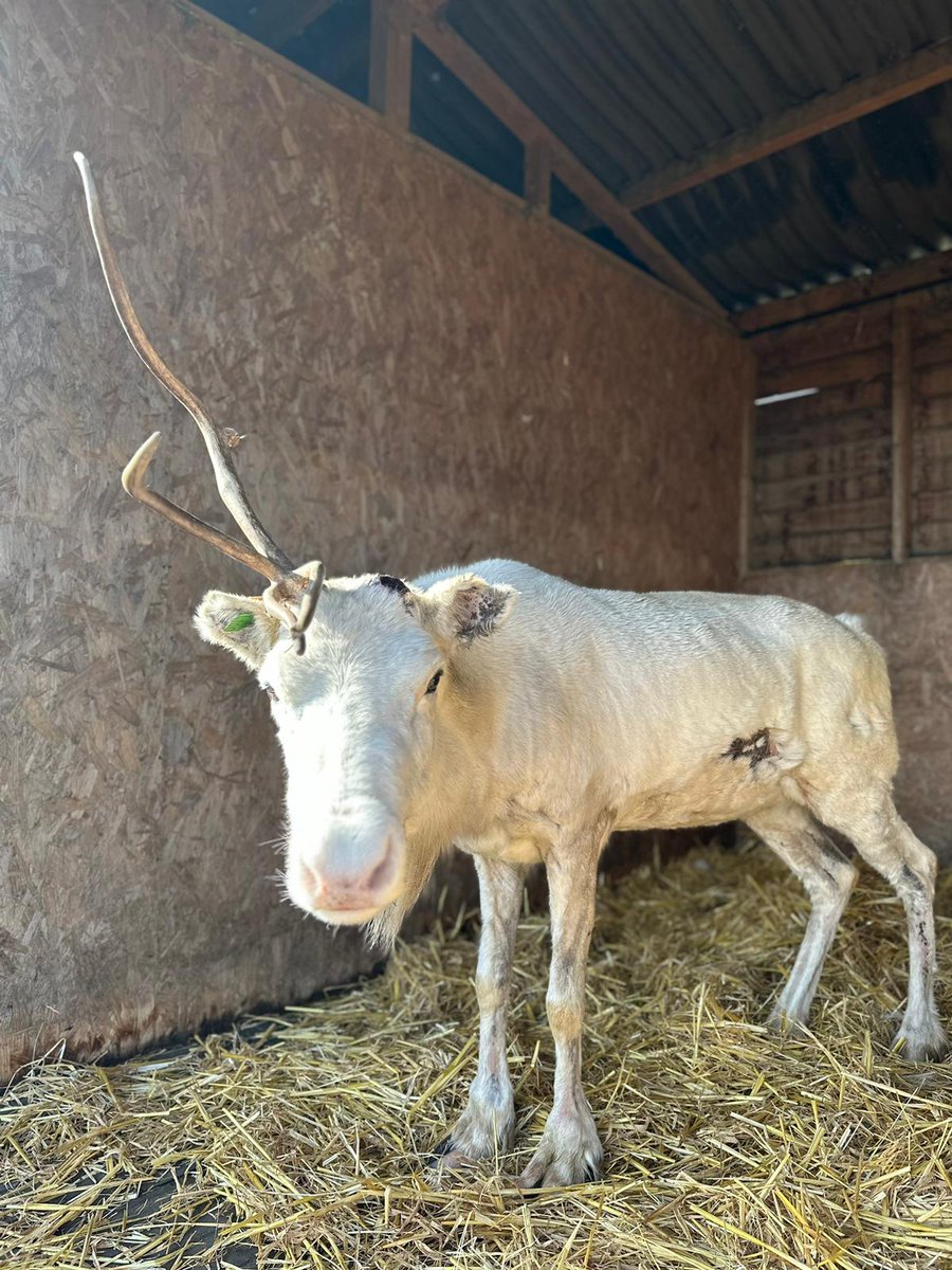 Dancer has shed one of her antlers and we're expecting the other one to shed soon too. Did you know that reindeer shed their antlers every year? #reindeer