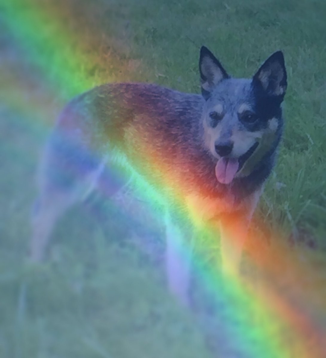 #ThrowbackThursday with Angel Ember 🐶🌈.
#RipEmber #RIPEmber 🐶🌈💖.
#ACDS #AustralianCattledog #cattledog #heeler #BlueHeeler #dogs #dogsoftwitter #dogsofX