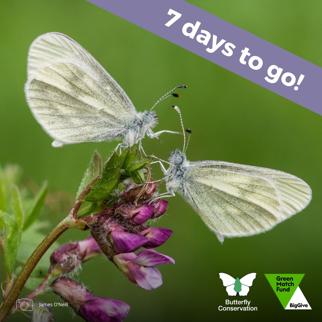 Northern Ireland is home to an array of species not found anywhere else in the UK, including the Cryptic Wood White and Irish Plume 🦋 From 18 - 25 April double your impact in the @BigGive #GreenMatchFund to help us expand our vital conservation work 👇 donate.biggive.org/campaign/a0569…