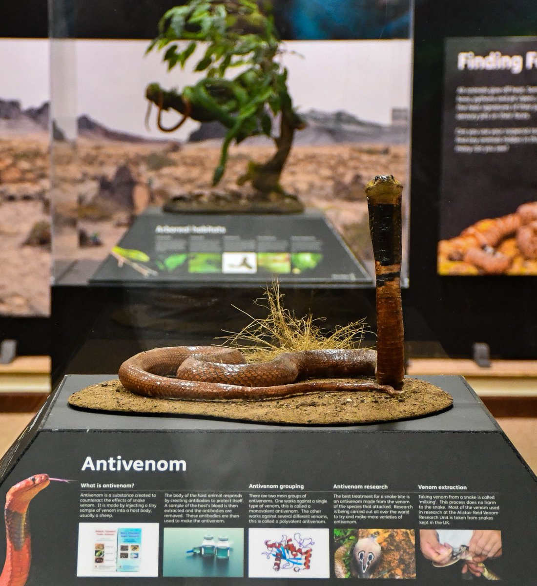 🐍 Don’t miss out on Snakes! 🐍

👪 Visit this family-friendly exhibition to explore the secretive lives of these fascinating reptiles

📅 Now until Sunday 28 April
🎟 Free with zoo entry!

👉 durrell.org/events/snakes

'Snakes’ is a @bluetokay exhibition supported by Ferryspeed