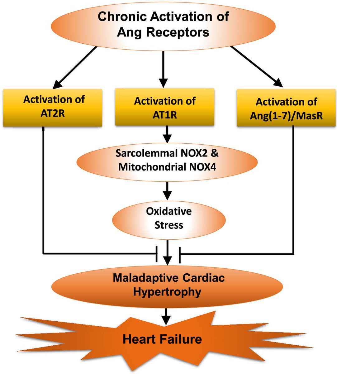 AT2R and MasR activation shows promise in preventing maladaptive #cardiac hypertrophy and delaying #HeartFailure progression. Important implications for therapeutic development ▶️ ow.ly/8fFr50R7rMH @sbrc @pharmacologycan #CVD