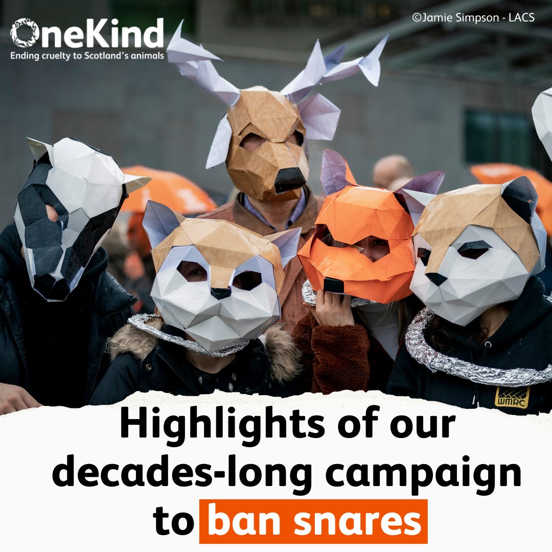 🦊 Three weeks have passed since the landmark moment when @scotgov banned snares! 🐾 This outcome was decades in the making and we are elated that Scotland will FINALLY be a snare-free country. 👉 Please read our highlights blog today🔗 onekind.org/blog/highlight… 🙌 Thank you!