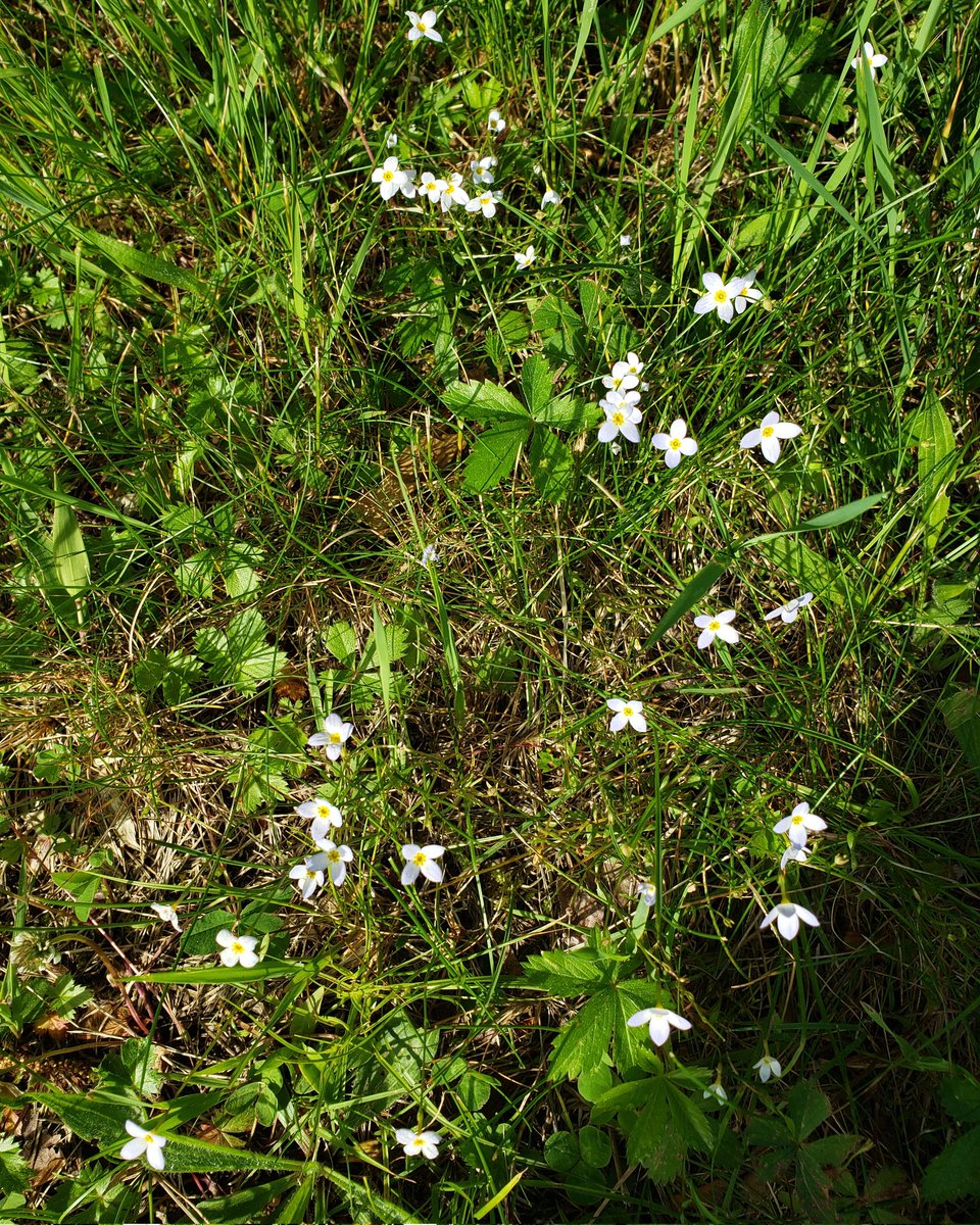 JohannaChojnic1's tweet photo. No NFT's! A picture of spring flowers. Follow for more videos. https://t.co/KRZoqFJAS5 #leafart #leafphotography #leafpilechallenge #vine #vines #greenvines #springvibes #springcleaning #springdiy #springtrap #springbreak #springstyle #springseason #spring #photography https://t.co/8CAtwxYD3m