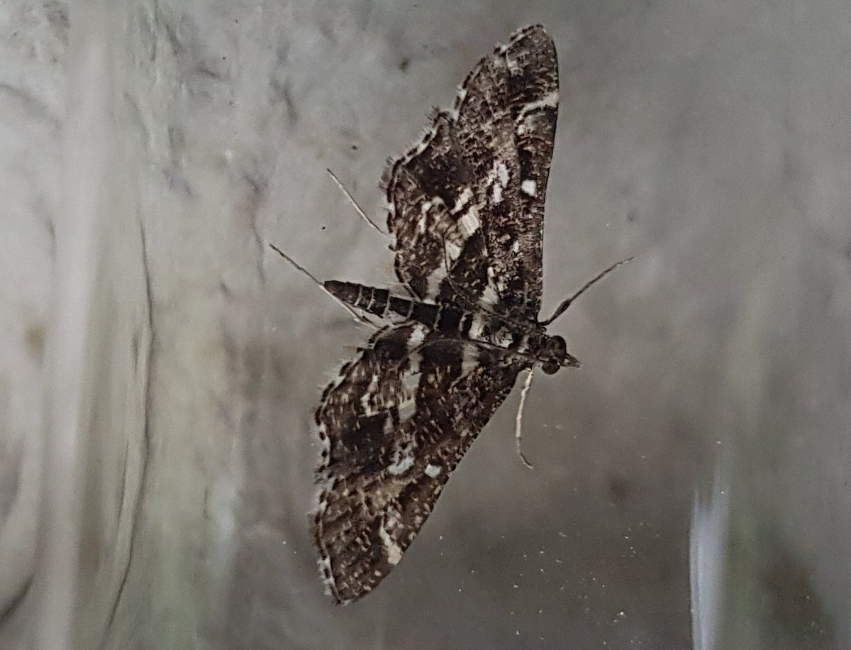 Diasemiopsis ramburialis, to light at Buckland, Surrey on 10/4. C. Hart.