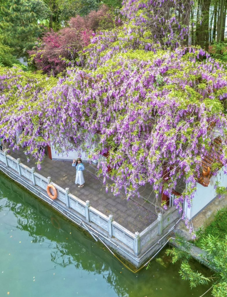 Visitors to Hunan Martyrs #Park in #Changsha, the capital of central China's #Hunan Province, will be greeted by a breathtaking purple spectacle of wisteria #flowers. (Photo Credit: 出发吧陈发发📷)