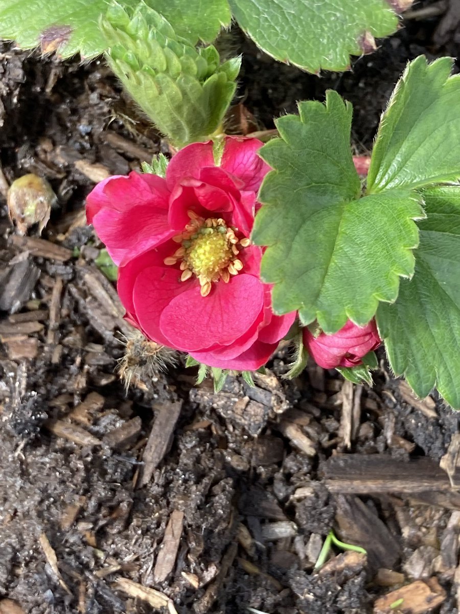 Strawberry 🍓 flowers 🌺, out in the sun 🌞