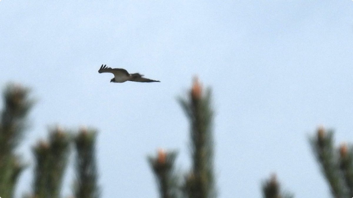 A brief sighting of a northbound Osprey this morning. @NTBirdClub