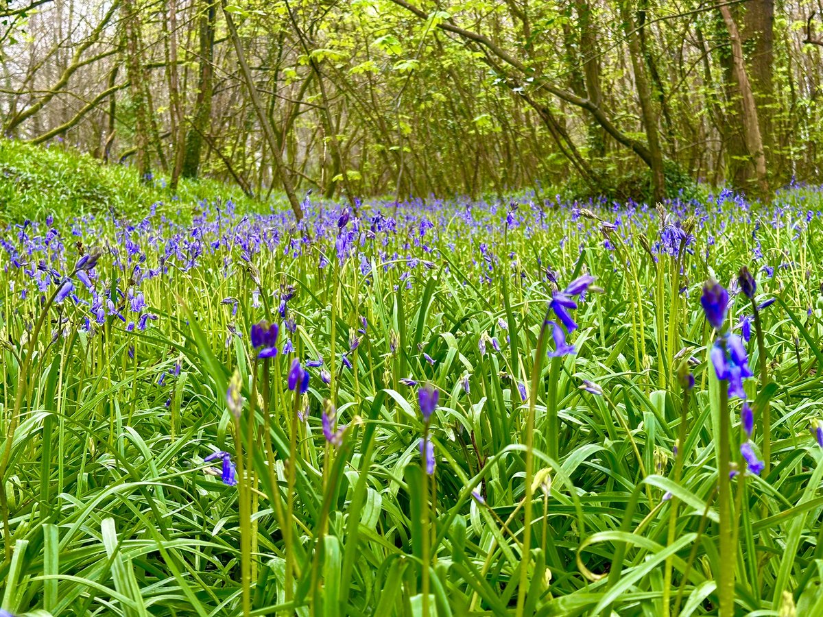 The woodland is carpeted in Bluebells 😍 So pretty 😍 #Gillywoods #Cornwall #Bluebells #Stithians #Spring #Woods