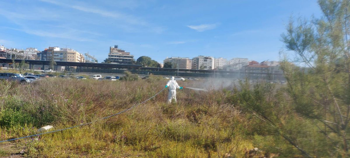 DipuHU's tweet image. 🧪🦟El servicio de #ControldePlagas de @DipuHU  refuerza el tratamiento de #mosquitos en la capital y en los núcleos urbanos del litoral
🔊 Debido al repunte provocado por las abundantes  lluvias y su coincidencia con la pleamar máxima del #9Abril 
➕ℹ️ acortar.link/CEGdPU