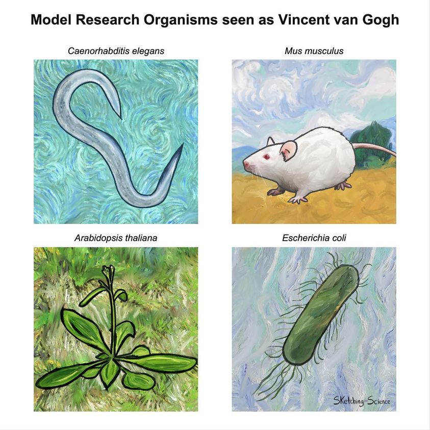 #FridayVibes Model research organisms seen as Vincent Van Gogh 🎨

Image from @sketchscience 

#fridaymorning #FridayMotivation #SCIENCEFICTION #phdlife #phdchat #sciencefantasy #biotech #bioen #biodiversity #Bioinformatics #Research #BioNTech #VanGogh