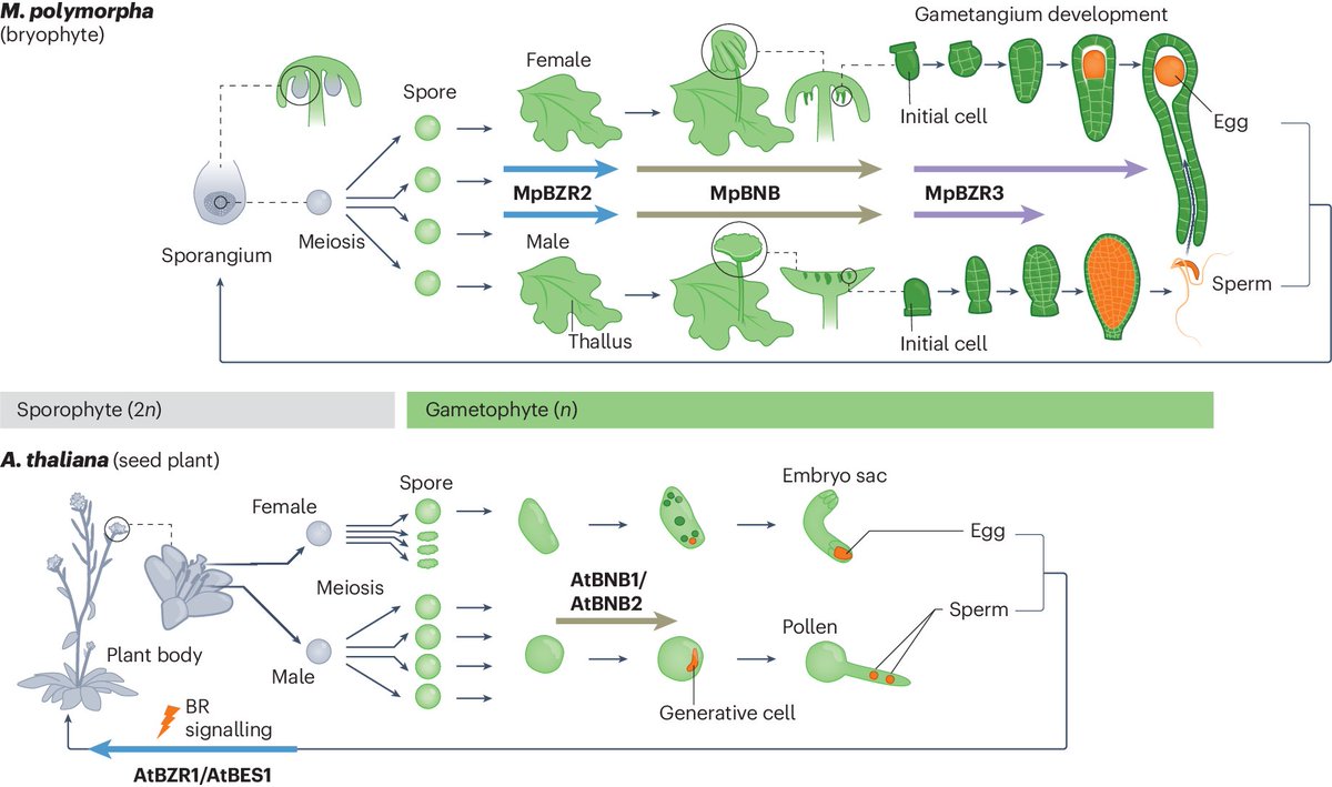 New Article: 'A non-canonical BZR/BES transcription factor regulates the development of haploid reproductive organs in Marchantia polymorpha' rdcu.be/dEsk8 With News & Views: 'Reproductive development: An old mission revealed for BZRs' rdcu.be/dEslm