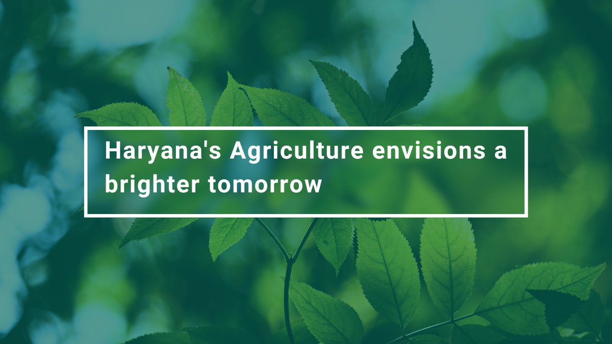 In the lush fields of Haryana, I have observed that a shift is underway. It's a change that promises to redefine the agricultural sector of the state, shorturl.at/cAG18 #AgTech #SustainableAgriculture #FarmInnovation #ModernFarming #AgriTech #SyngentaIndia #HaryanaFarmers
