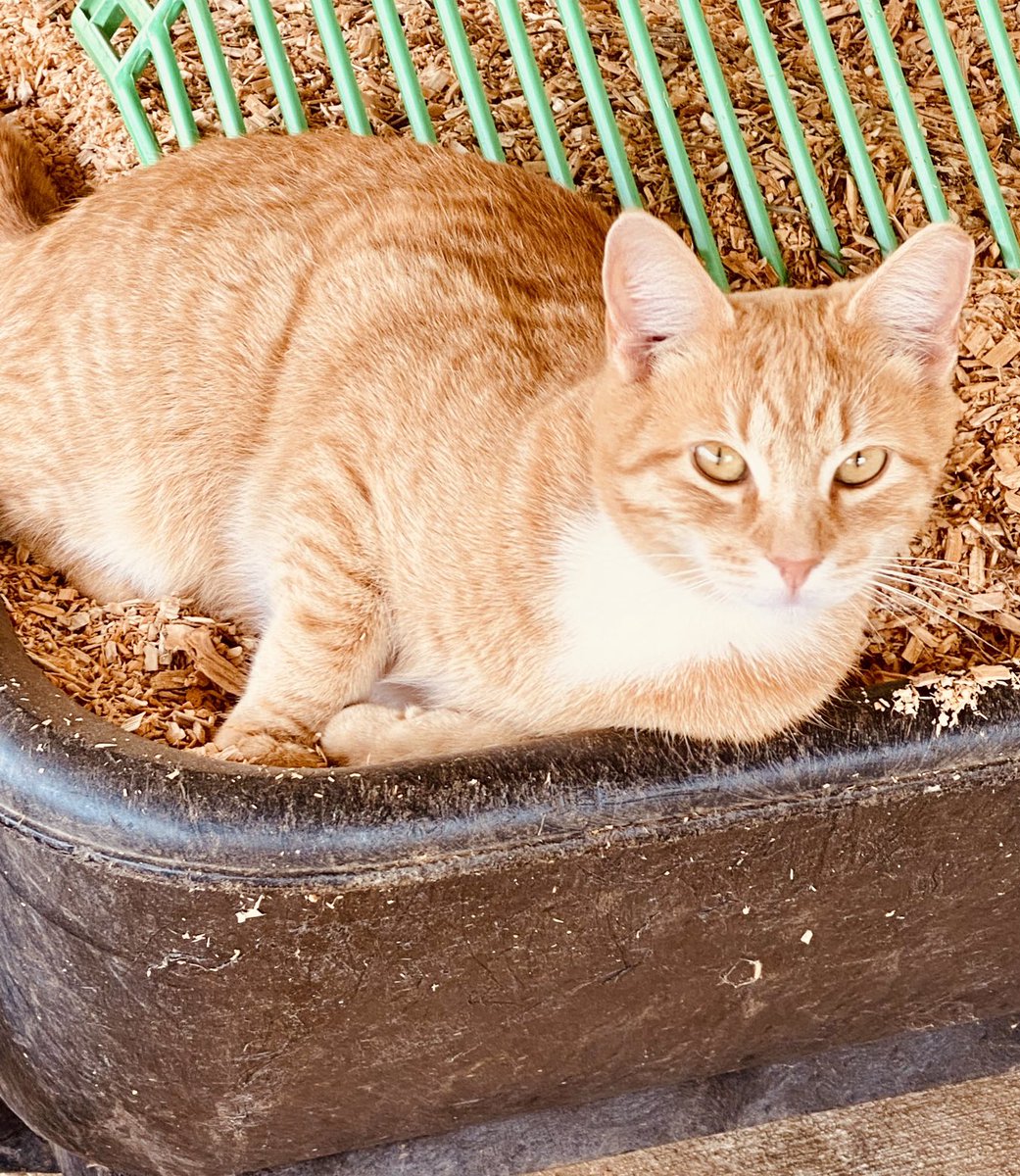 Happy Thankful Thursday! I’m grateful for my brother sending me pics from home like this one of Sir Caleb chilling in the cedar shavings.🤗🤗