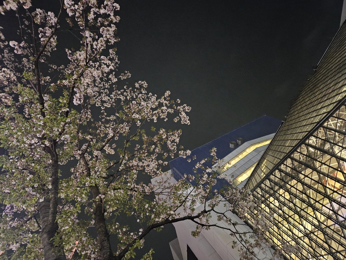 #ファーストミッション を観に
#池袋シネマ・ロサ 様へ向かう途中、
池袋駅西口の東京芸術劇場前の公園で
ひと休みして上を見上げたら夜桜が綺麗でした🌸🌃✨️