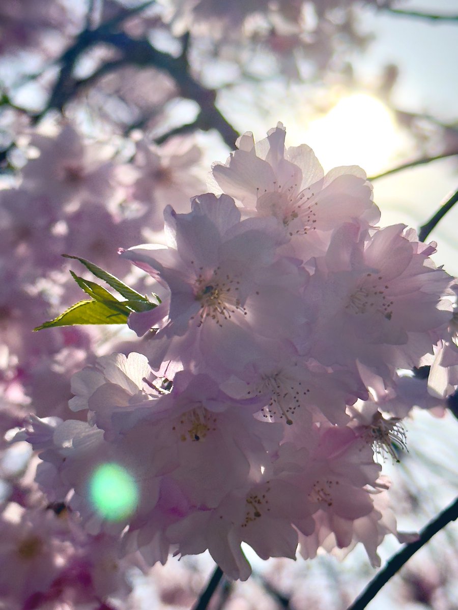Lead0408's tweet photo. 桜は本当に綺麗だから好きー🌸 https://t.co/Gb9t4Xwaz9