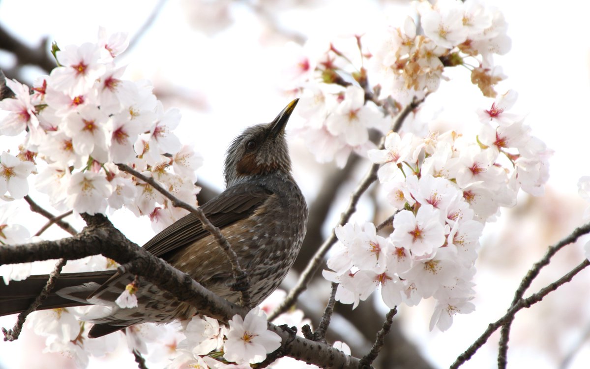 ／ 🌸鹿沼が桜満開！🌸 ＼ ✅鹿沼さつき大通り 📷2024年4月11日撮影